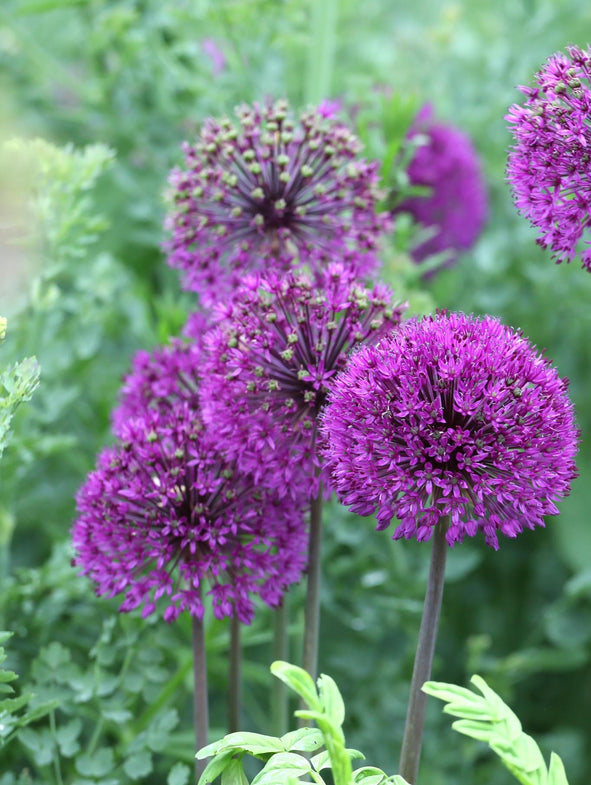 Allium Purple Sensation